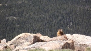 A Disgruntled Marmot