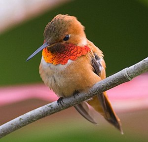 A Young Rufous Male