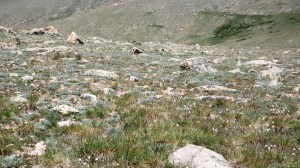 Alpine Tundra Closeup