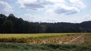 Harvested and Field Drying