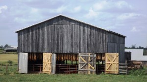 Drying 'Baccy in the Barn