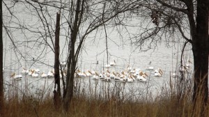 White Pelicans Assemble