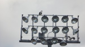 Avian Newlyweds Making a Home