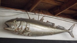 The Only Un-fresh Fish at Graham's