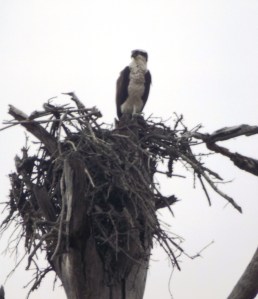 A Natural Osprey Nest (as Opposed to One on Ballpark Lights)