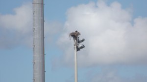 Another Osprey Nest