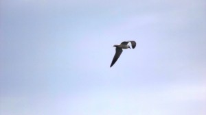 Flying Bonaparte Gull