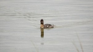 Speaking of Boogie Men, Here's a Duck with a "Fro