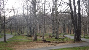 Deer in our Campground