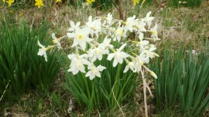 White CCC Daffodils