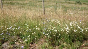 Chicory and Daisies