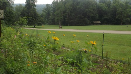 Daisies, a/k/a Deer Food