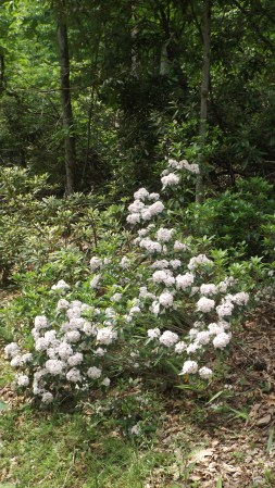 Mountain Laurel at Stuart Rec