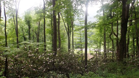 Rhododendrons at Stuart