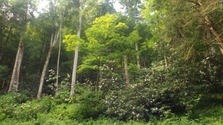 Hill Above our Campsite