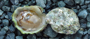 Little Olympia Oyster