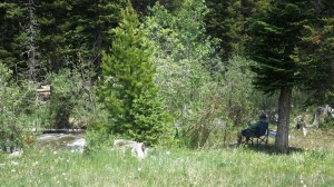 The Old Man and the Stream