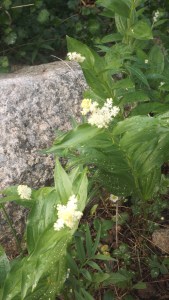 Unknown Fleur w Rock