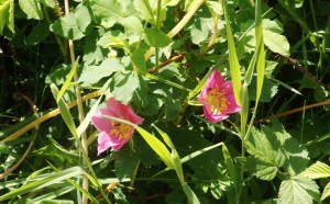 Wild Roses after the Rain
